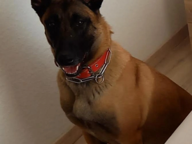 Perros Pastor Belga Malinois en venta