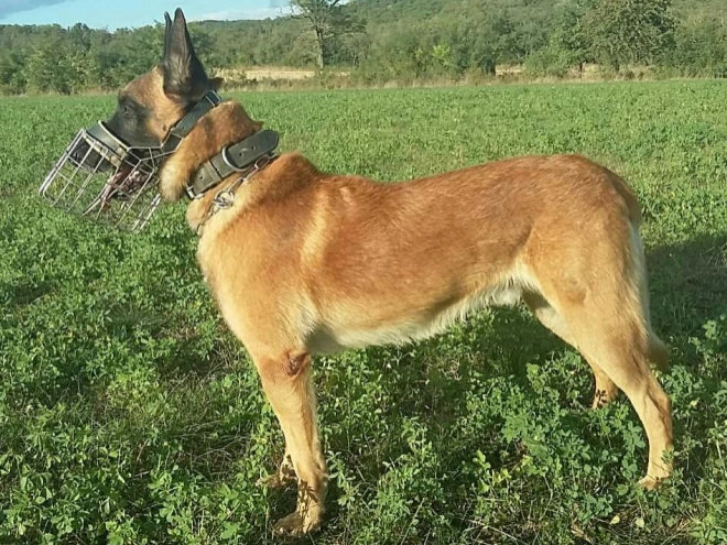 Perros Pastor Belga Malinois en venta