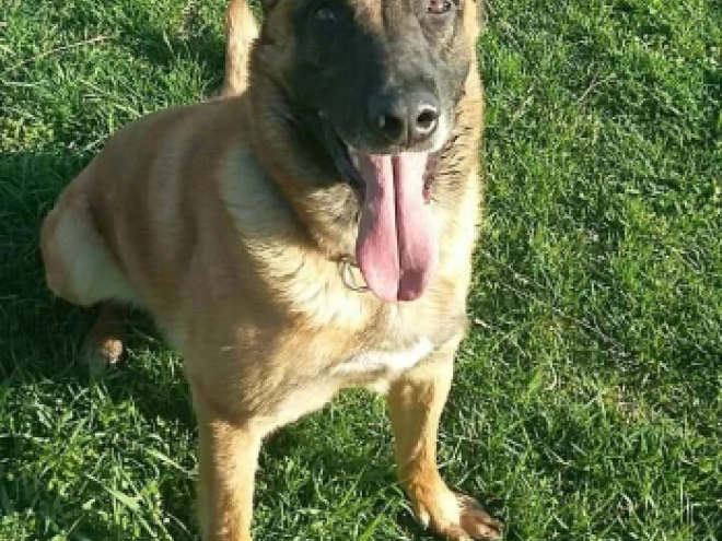 Perros Pastor Belga Malinois en venta