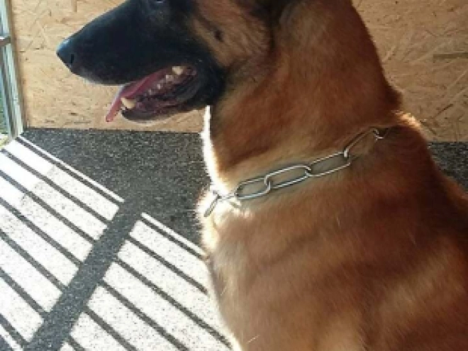 Perros Pastor Belga Malinois en venta