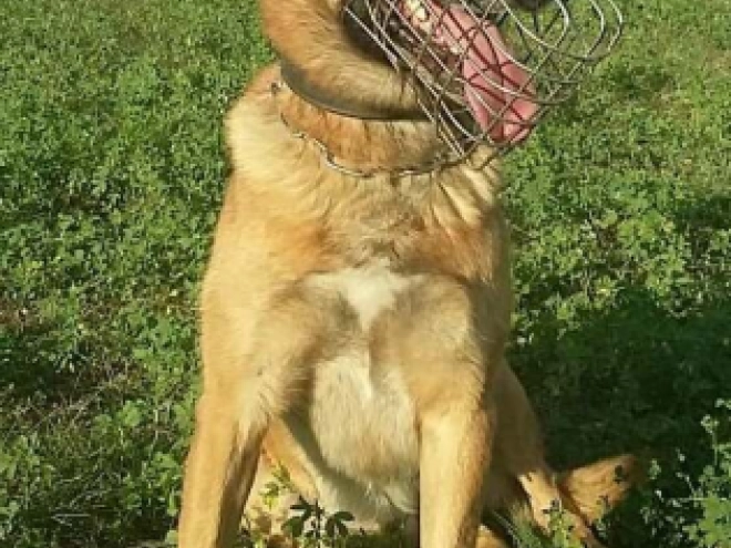 Perros Pastor Belga Malinois en venta
