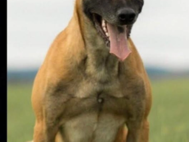 Perros Pastor Belga Malinois en venta