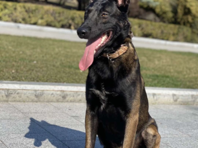 Perros Pastor Belga Malinois en venta