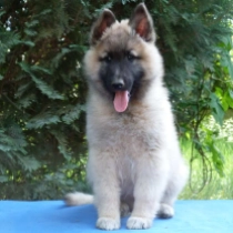 Alexander, red Belgian Tervuren for sale