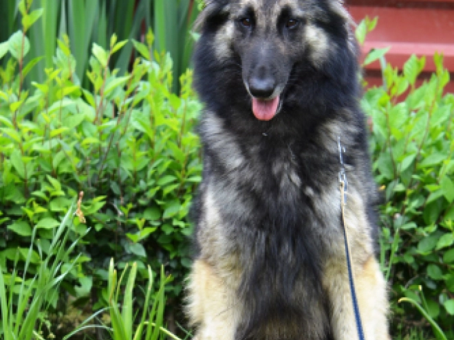 Perros Pastor Belga Tervuren en venta