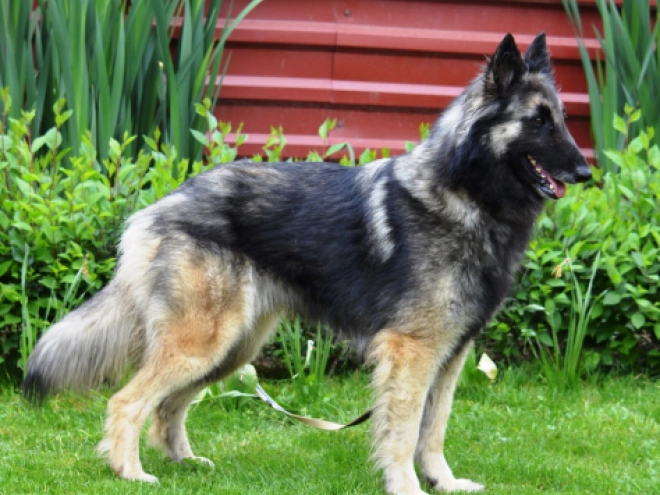 Perros Pastor Belga Tervuren en venta