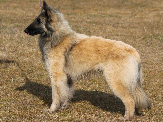 Perros Pastor Belga Tervuren en venta