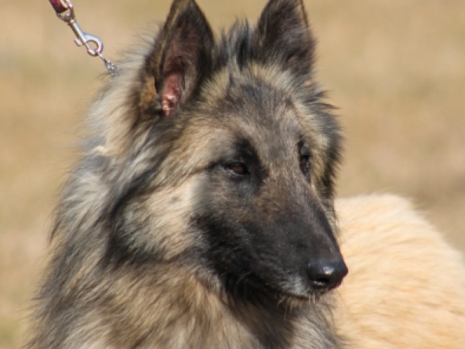 Perros Pastor Belga Tervuren en venta