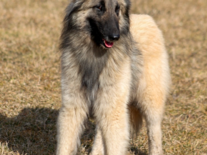 Perros Pastor Belga Tervuren en venta
