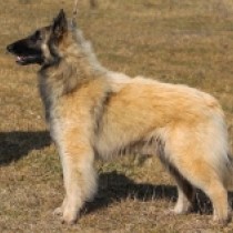 Snowbelle, sable Tervueren Welpen kaufen