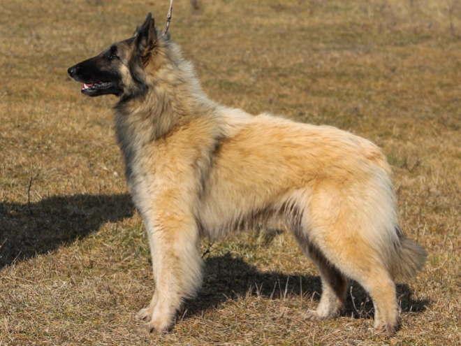 Perros Pastor Belga Tervuren en venta