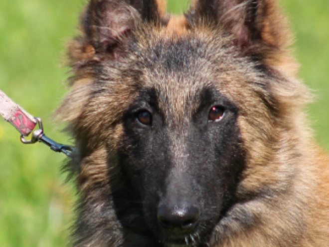 Belgian Tervuren puppy for sale