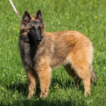 Whisperer, red Tervueren Welpen kaufen