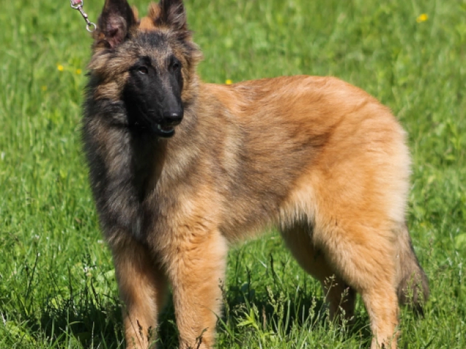 Belgian Tervuren puppy for sale