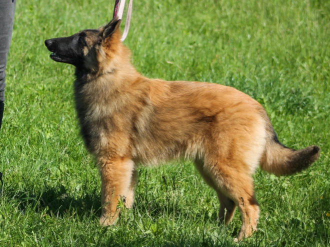 Belgian Tervuren puppy for sale