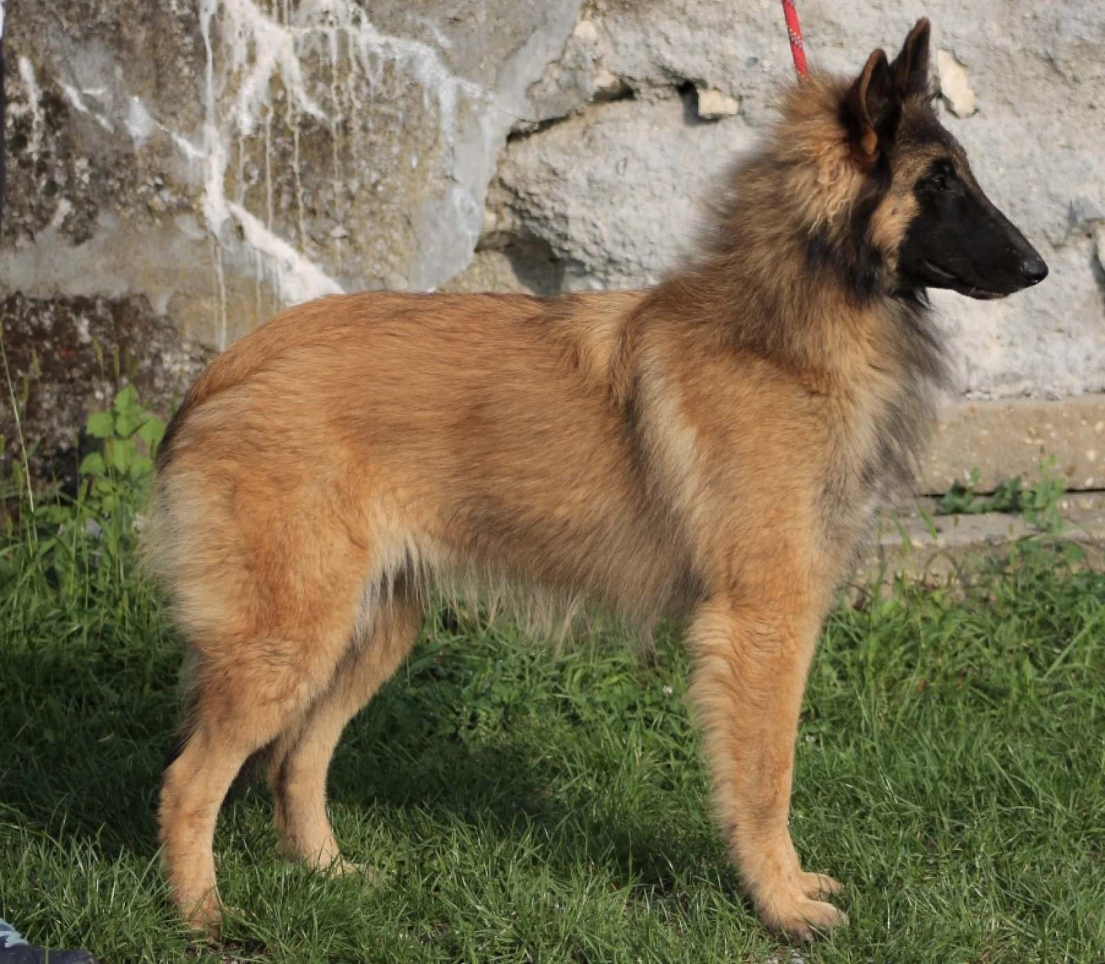 Whisperer Belgian Tervuren Puppy for sale EuroPuppy