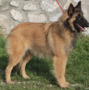 Whisperer Belgian Tervuren Puppy for sale EuroPuppy