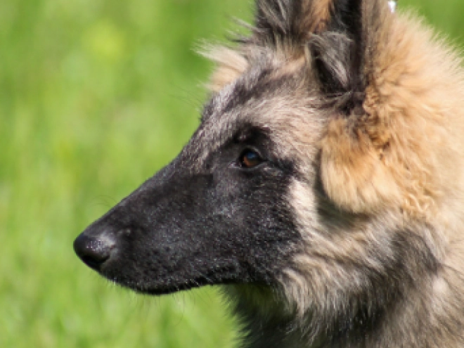 Perros Pastor Belga Tervuren en venta