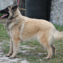 Wind Storm, sable Tervueren Welpen kaufen