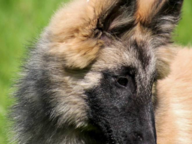 Perros Pastor Belga Tervuren en venta