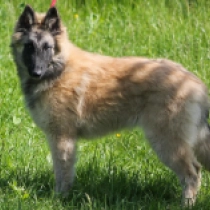 Wind Storm, sable Tervueren Welpen kaufen