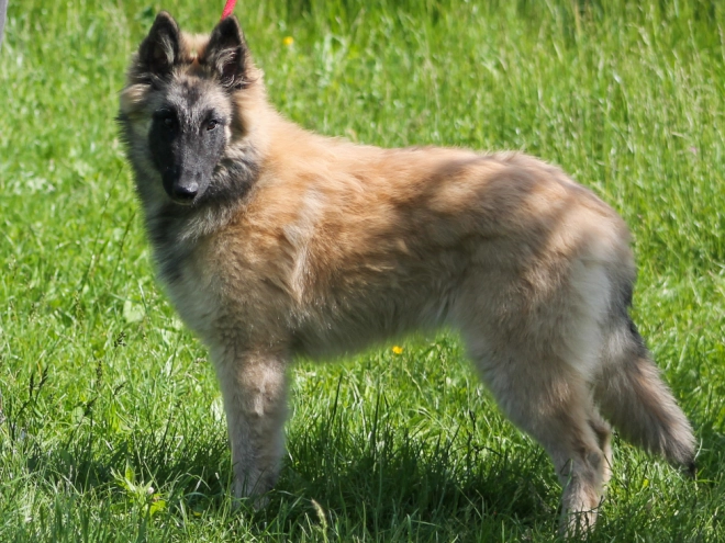 Perros Pastor Belga Tervuren en venta