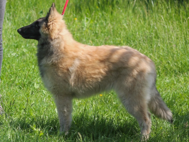 Perros Pastor Belga Tervuren en venta