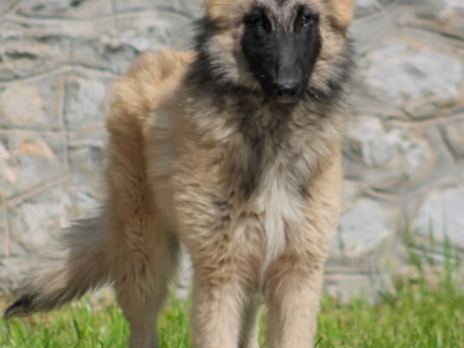 Perros Pastor Belga Tervuren en venta