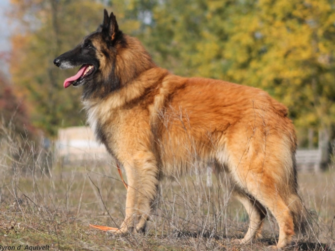 Perros Pastor Belga Tervuren en venta