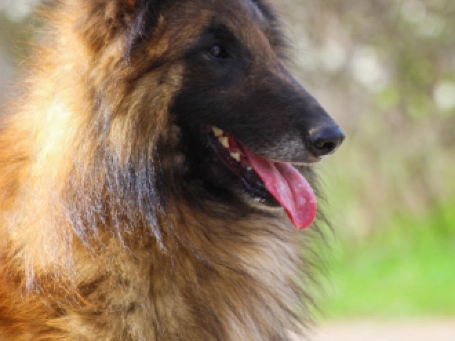 Perros Pastor Belga Tervuren en venta