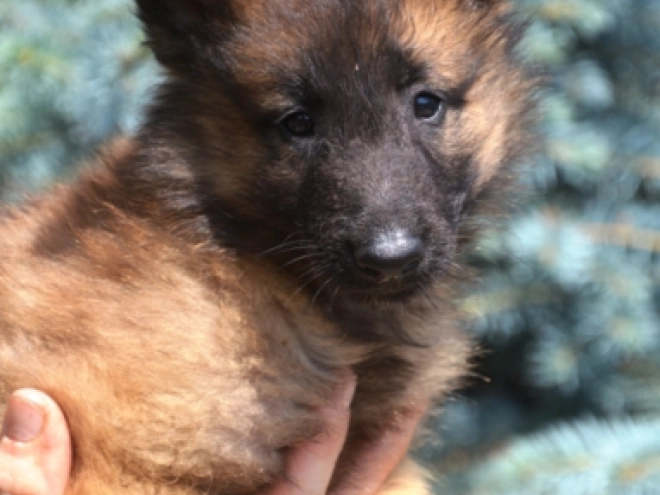 Belgian Tervuren puppy for sale