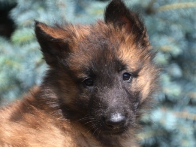 Belgian Tervuren puppy for sale