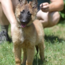 Zsebi, red Pastor Belga Tervuren en venta