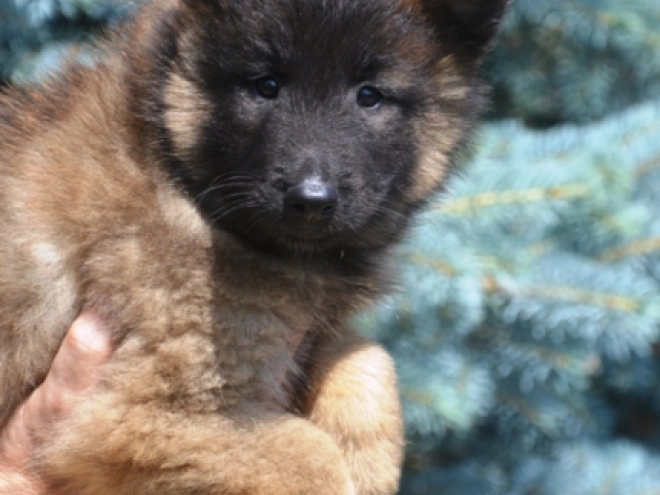 Perros Pastor Belga Tervuren en venta