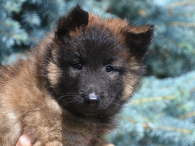 Perros Pastor Belga Tervuren en venta