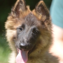Zsele, red Pastor Belga Tervuren en venta