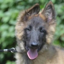 Zsoli, red Pastor Belga Tervuren en venta