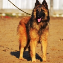Belgian Tervuren puppy for sale