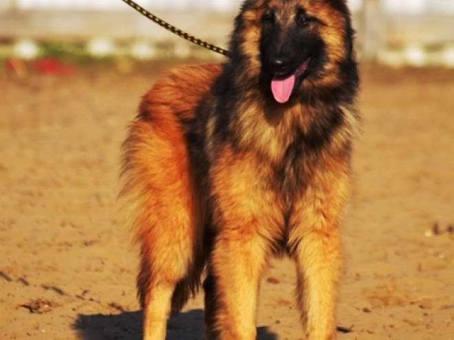 Belgian Tervuren puppy for sale