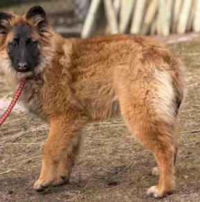 Belgian Tervuren puppy for sale