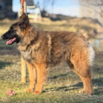 Belgian Tervuren puppy for sale