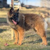 Mila, red Pastor Belga Tervuren en venta