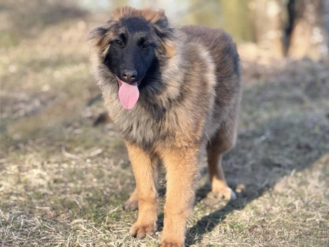 Perros Pastor Belga Tervuren en venta