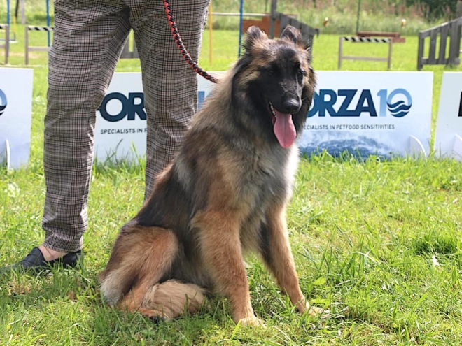 Perros Pastor Belga Tervuren en venta