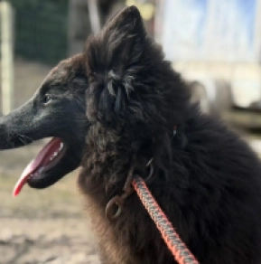 Belgian Tervuren puppy for sale