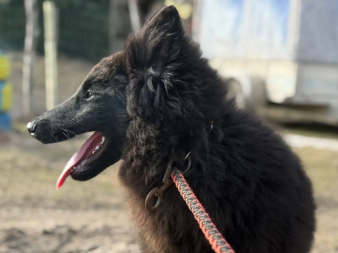 Belgian Tervuren puppy for sale