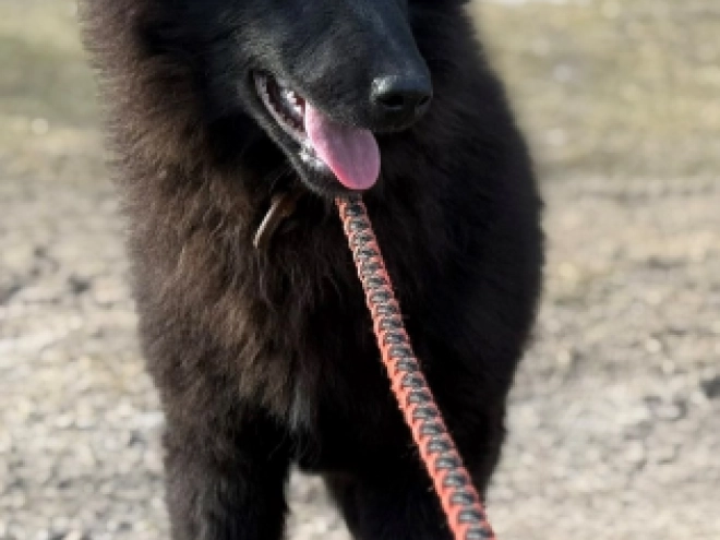 Belgian Tervuren puppy for sale