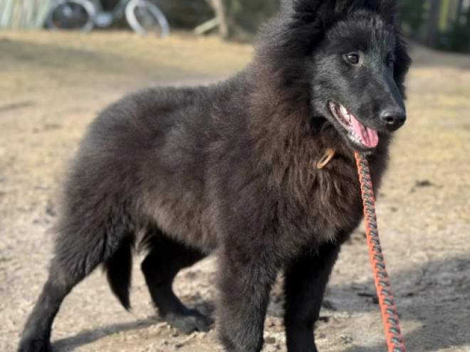 Belgian Tervuren puppy for sale
