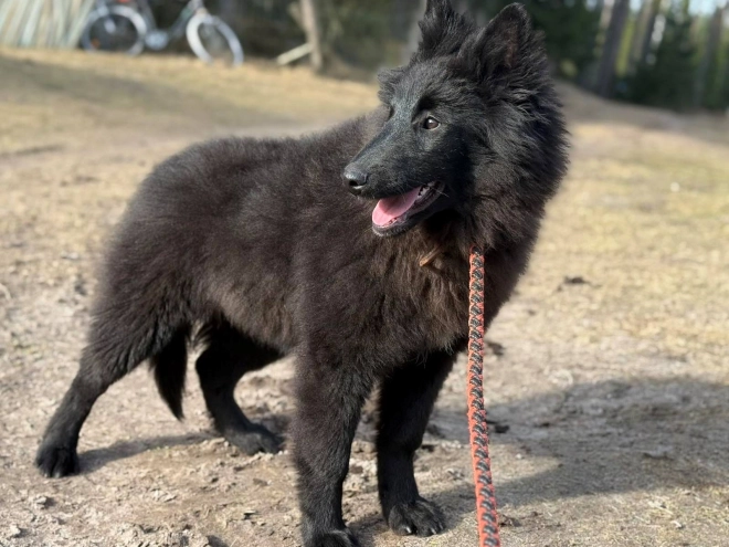 Belgian Tervuren puppy for sale