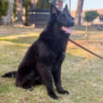 Belgian Tervuren puppy for sale